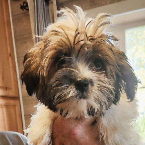 Enlarge Rumi (#417), a Adopted mixed breed in Twin lakes, WI image 1/1