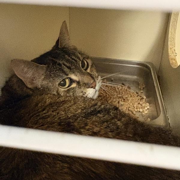 *Apple Crumpet*, a Adoptable mixed breed in Salt Lake City, UT image 2/2