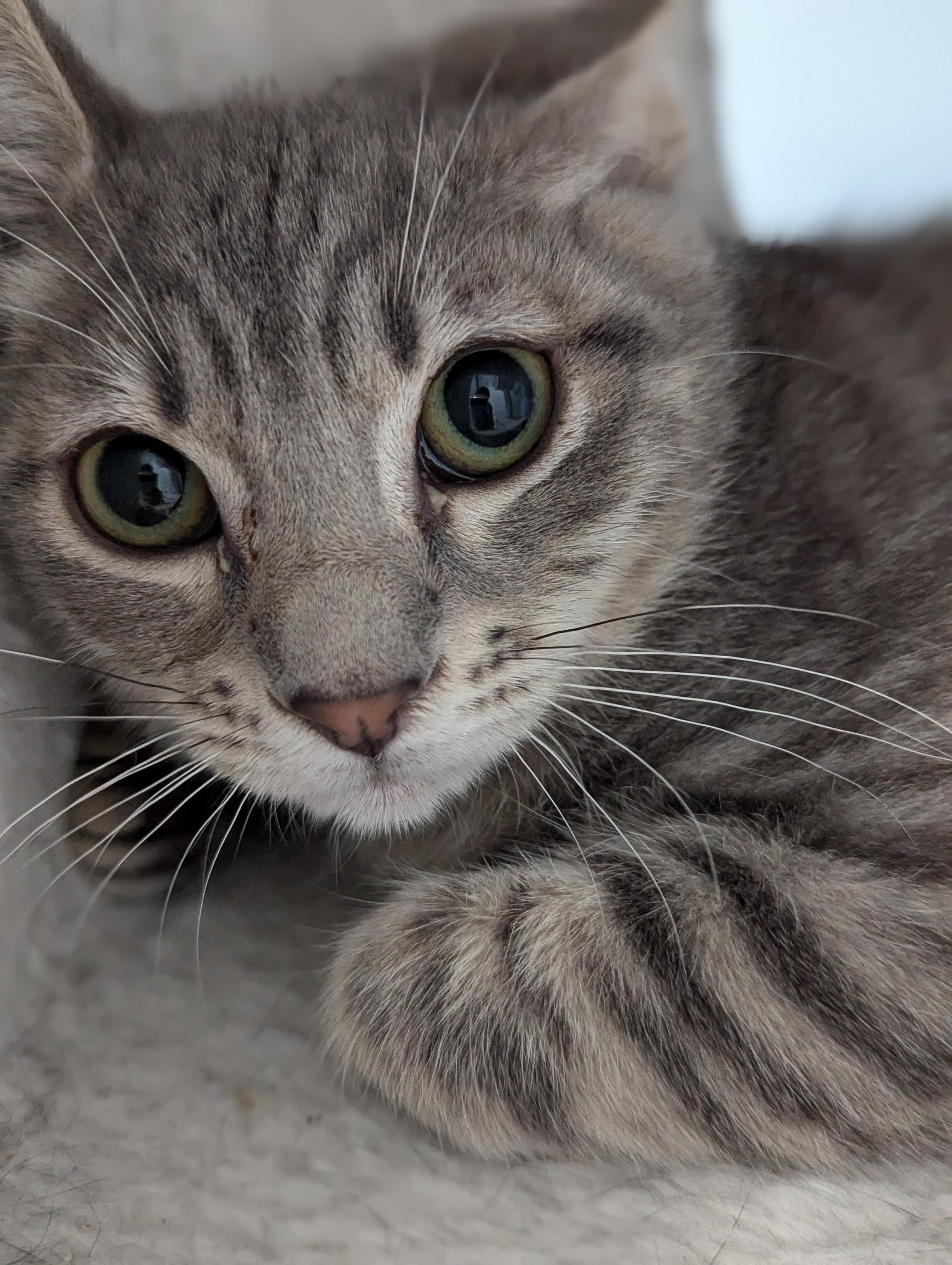Enlarge Ricky, a Adoptable Domestic Short Hair in St Petersburg, FL image 1/3