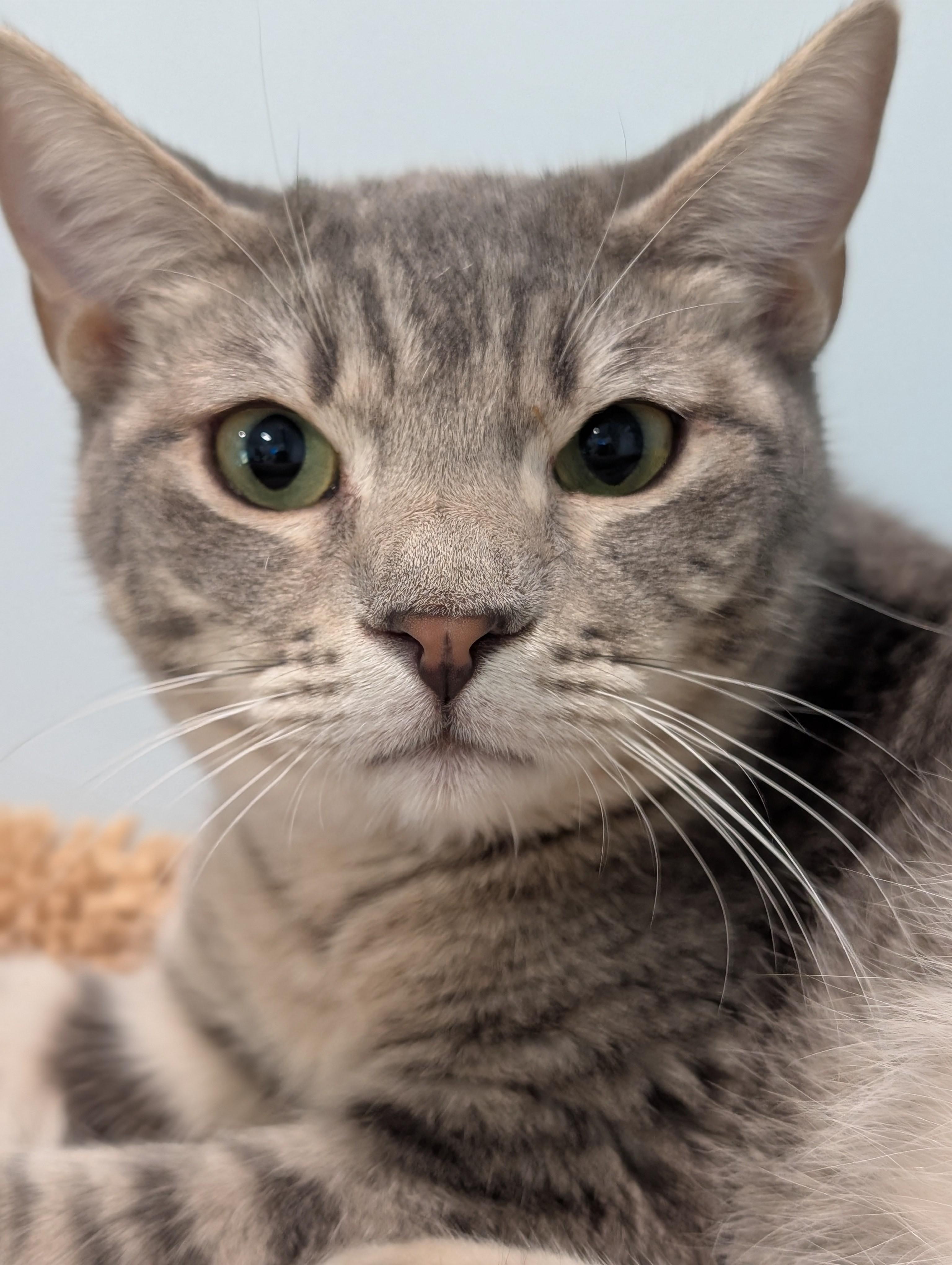 Enlarge Ricky, a Adoptable Domestic Short Hair in St Petersburg, FL image 2/3