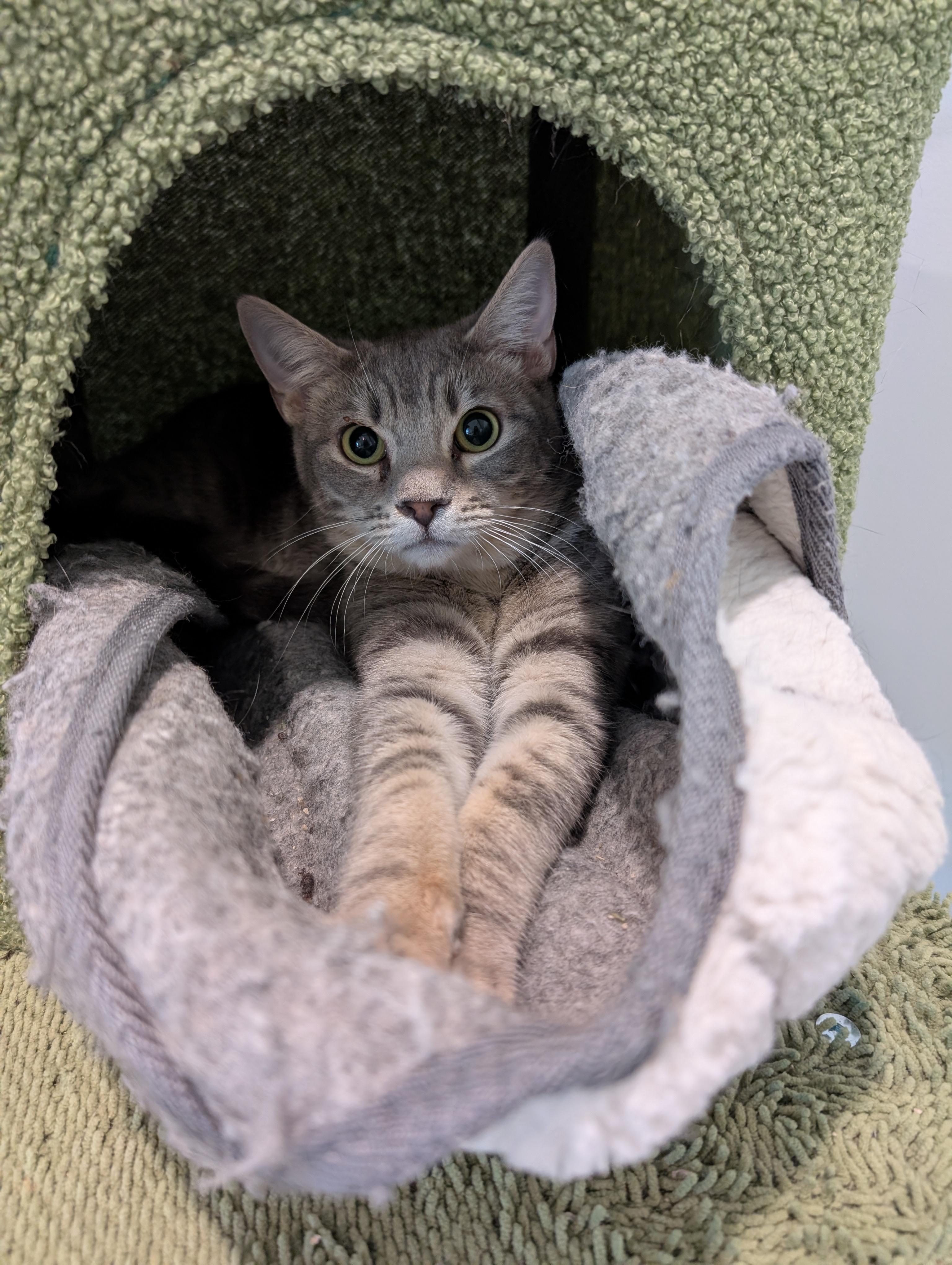 Enlarge Ricky, a Adoptable Domestic Short Hair in St Petersburg, FL image 3/3