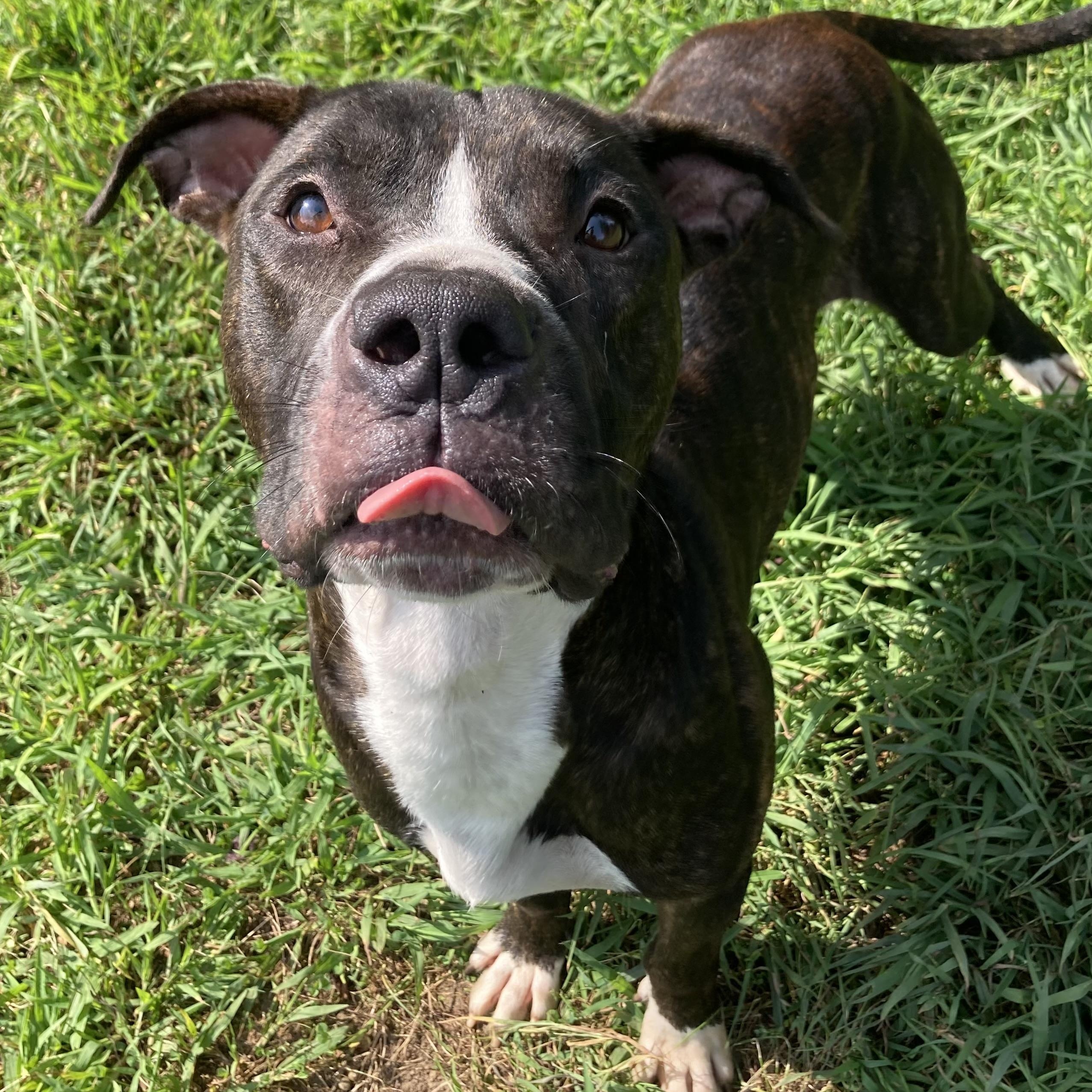Enlarge Moth, a Adoptable Mixed Breed in Mishawaka, IN image 3/4