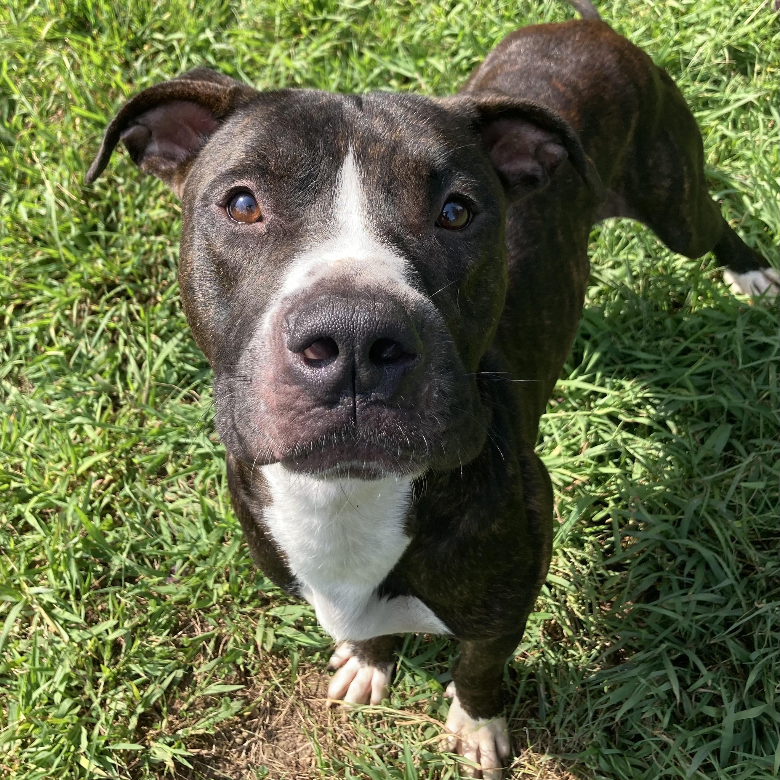 Enlarge Moth, a Adoptable Mixed Breed in Mishawaka, IN image 2/4