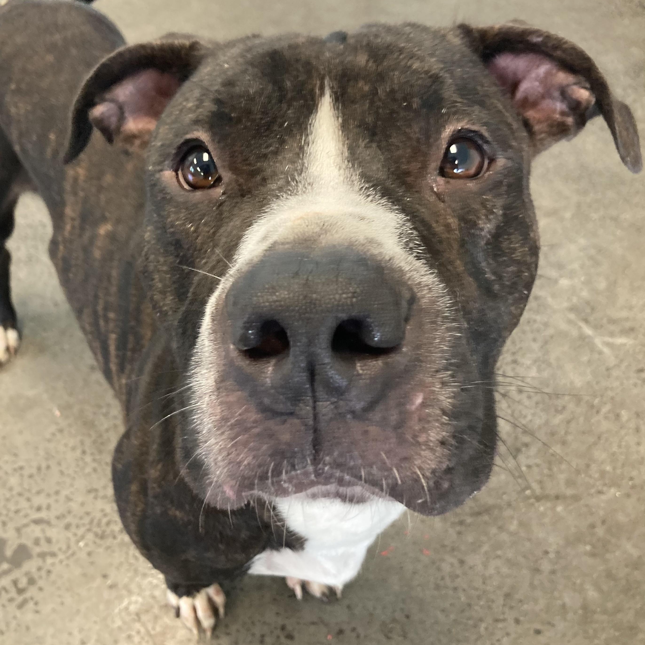 Enlarge Moth, a Adoptable Mixed Breed in Mishawaka, IN image 1/4