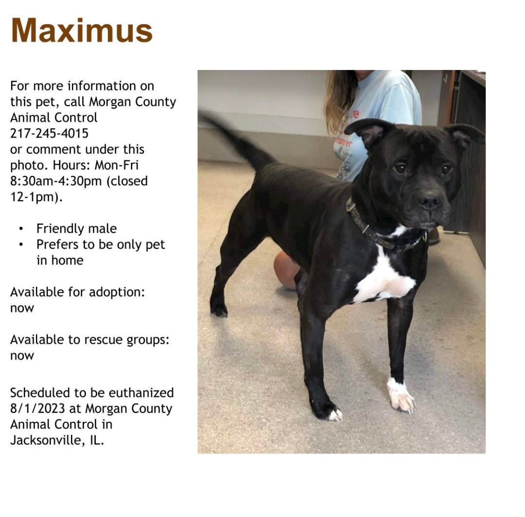 Enlarge Maximus, a Adopted mixed breed in Jacksonville, IL image 1/1