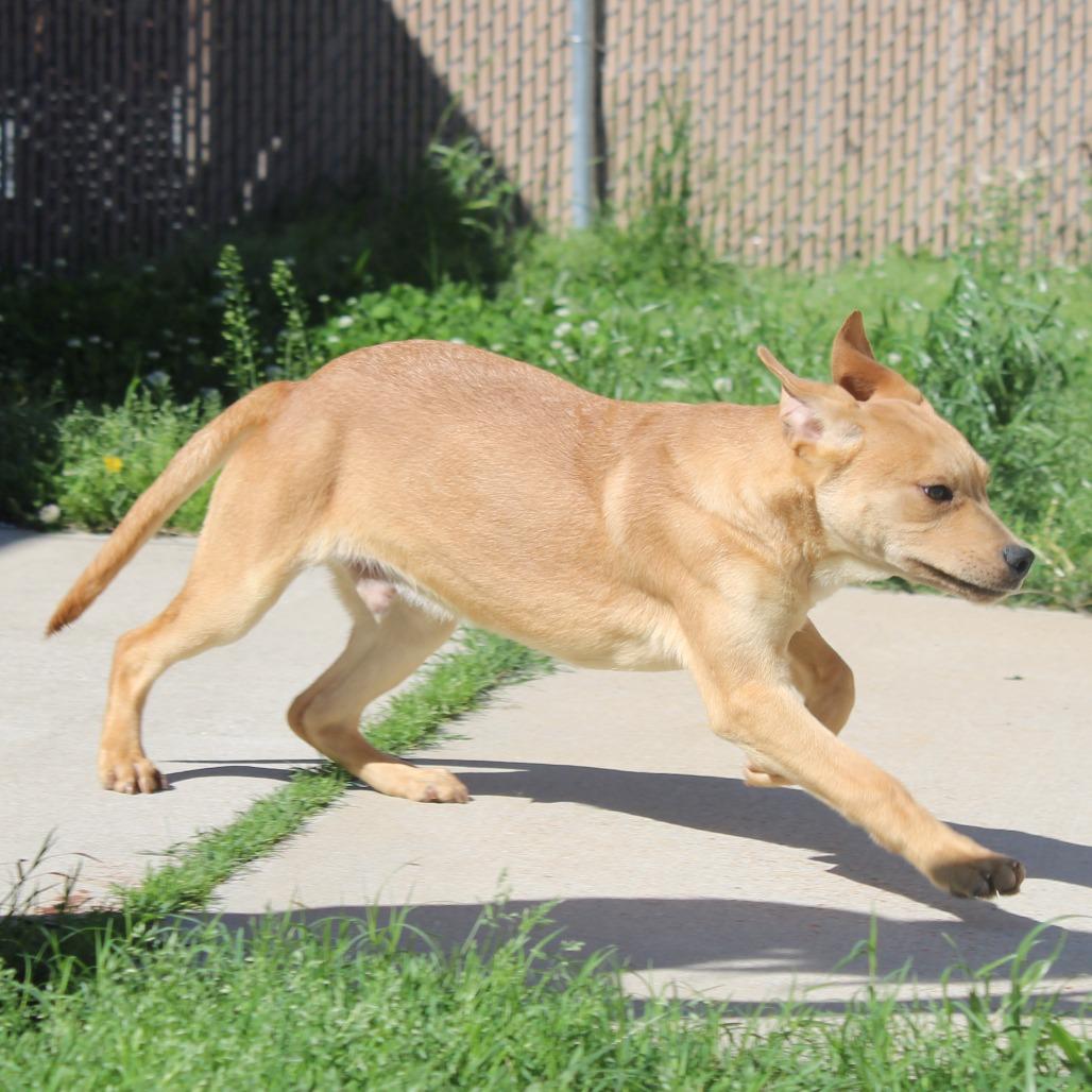 Lemonade, Adoptable, Puppy Male Black Mouth Cur.