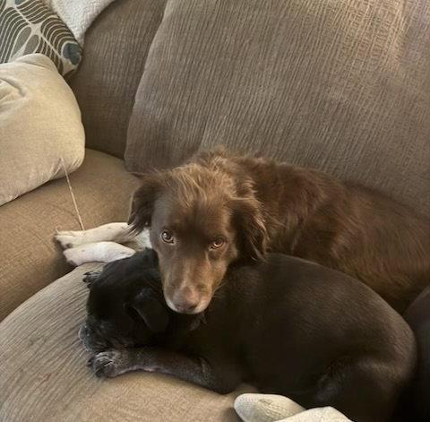 Enlarge NV/Penny, a Adoptable mixed breed in Sparks, NV image 2/3