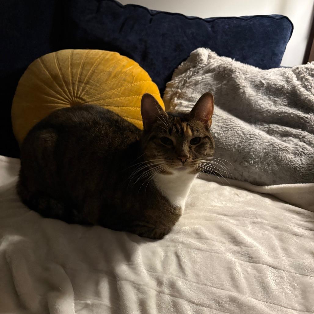 Marissa, Adoptable, Adult Female Domestic Short Hair.