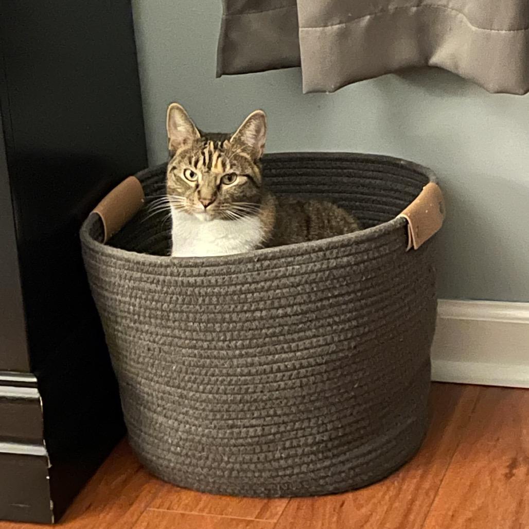 Marissa, a Adoptable Domestic Short Hair in Reisterstown, MD image 1/6