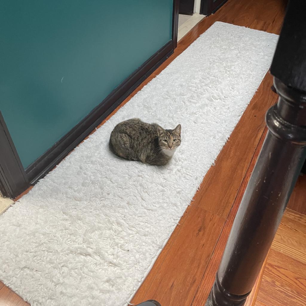 Marissa, a Adoptable Domestic Short Hair in Reisterstown, MD image 2/6