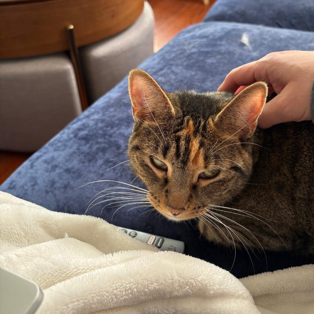 Enlarge Marissa, a Adoptable Domestic Short Hair in Reisterstown, MD image 3/6