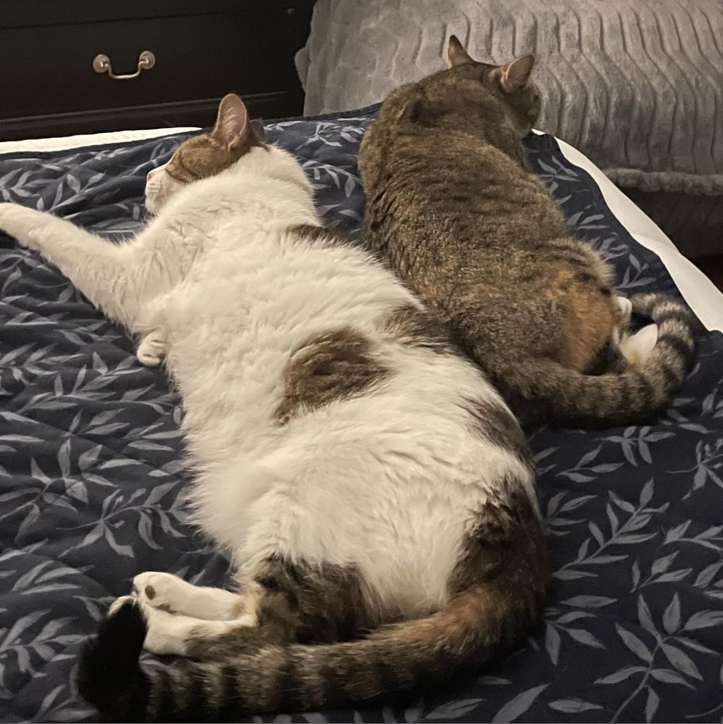 Marissa, a Adoptable Domestic Short Hair in Reisterstown, MD image 3/6