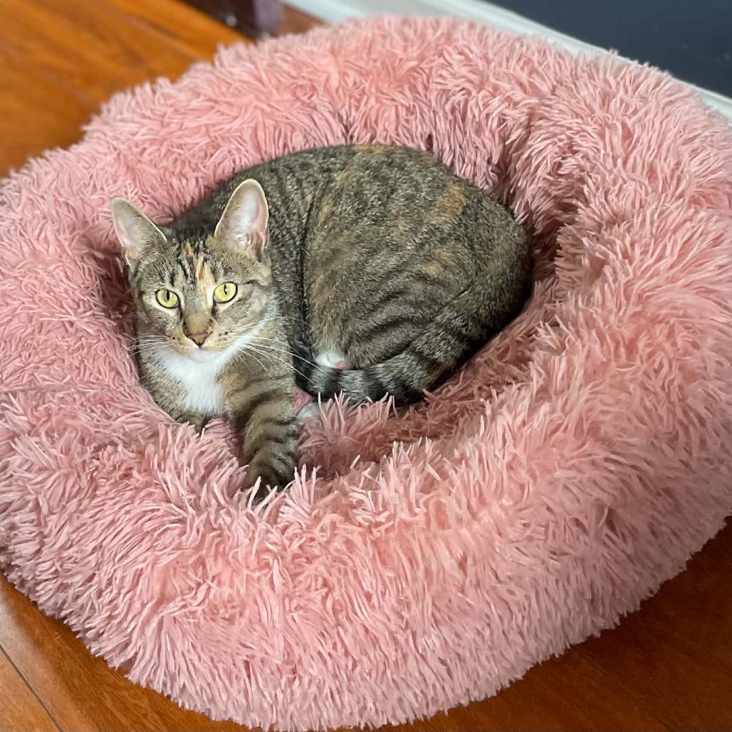 Enlarge Marissa, a Adoptable Domestic Short Hair in Reisterstown, MD image 2/5