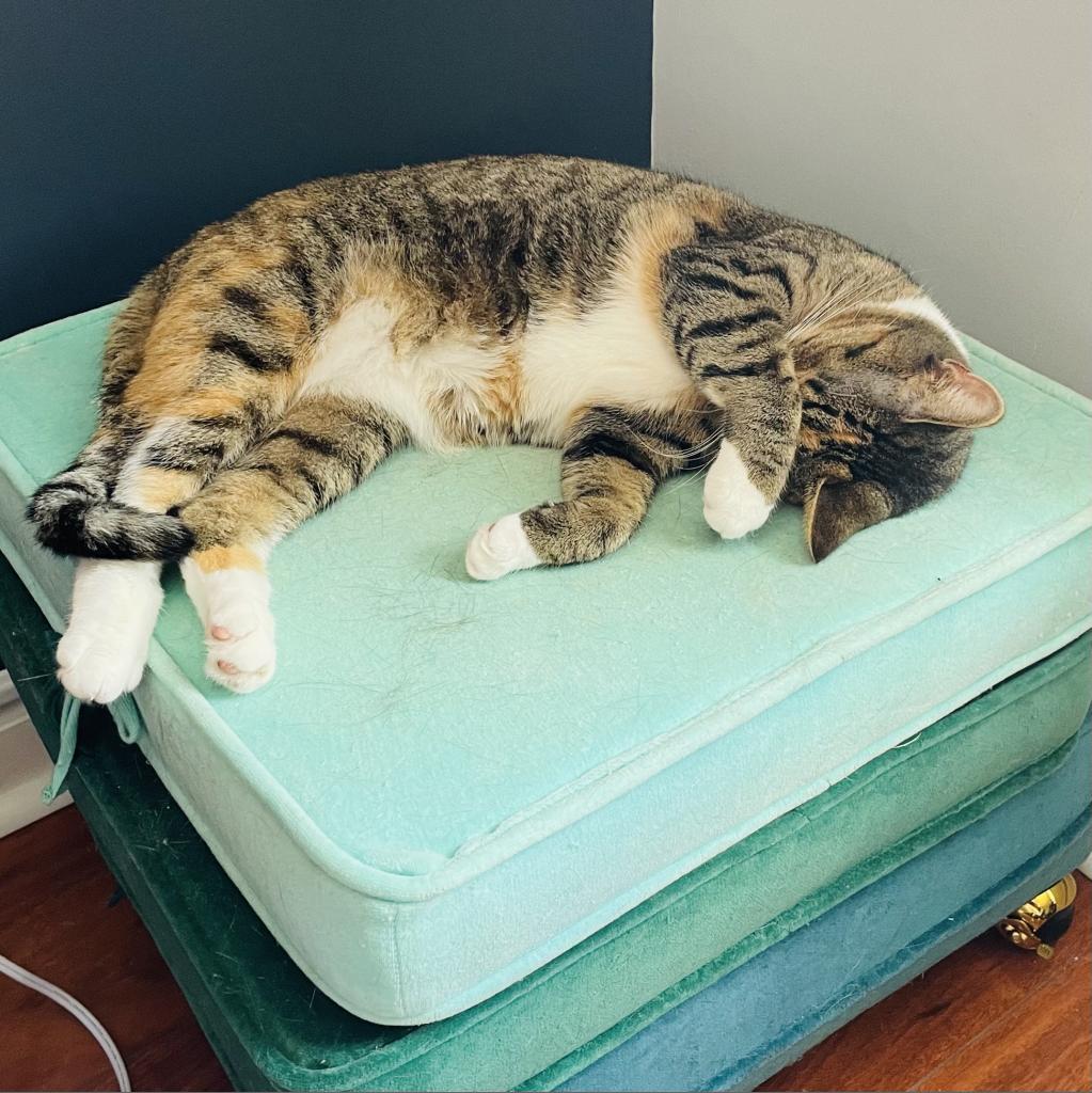 Marissa, a Adoptable Domestic Short Hair in Reisterstown, MD image 4/6