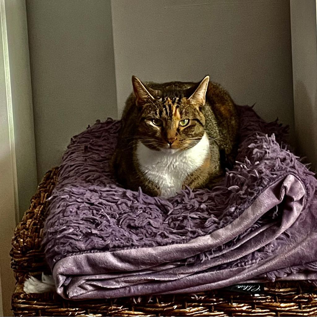 Marissa, a Adoptable Domestic Short Hair in Reisterstown, MD image 5/6