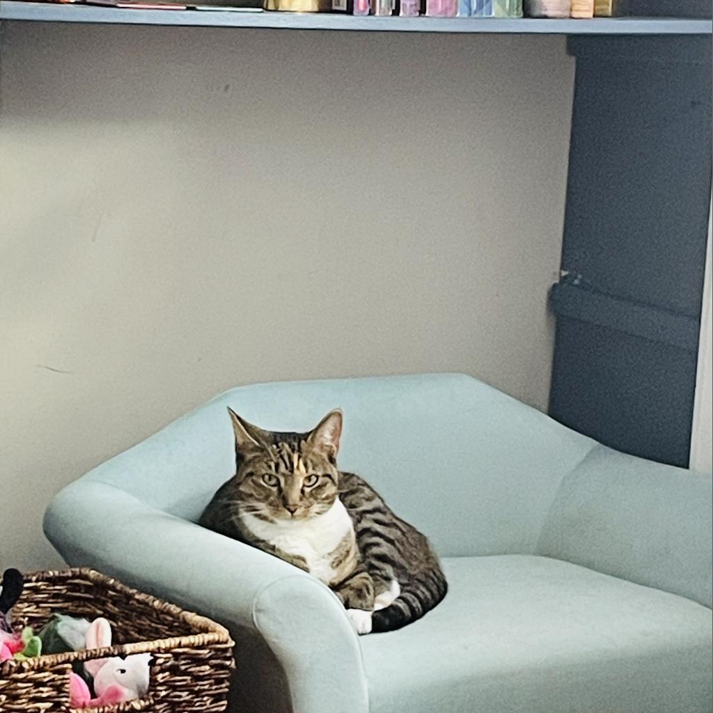 Marissa, a Adoptable Domestic Short Hair in Reisterstown, MD image 6/6