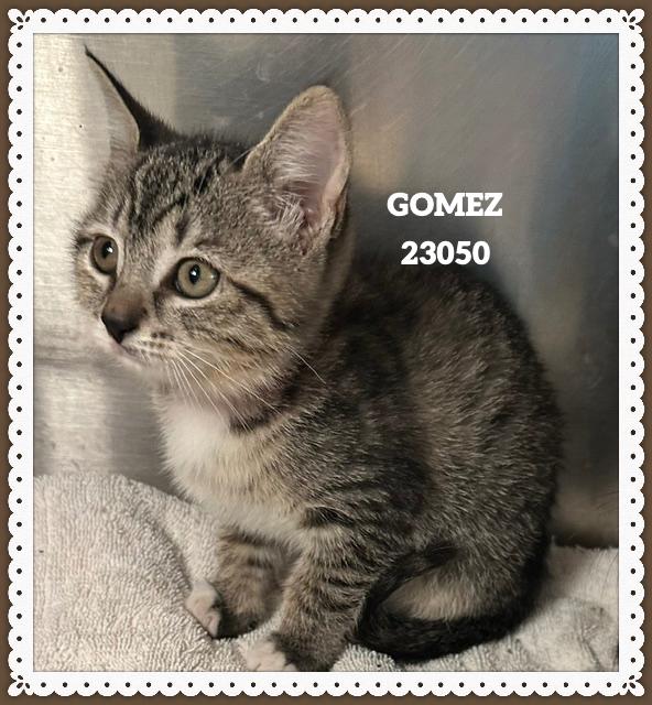 Enlarge GOMEZ, a Adopted mixed breed in Marietta, GA image 2/4