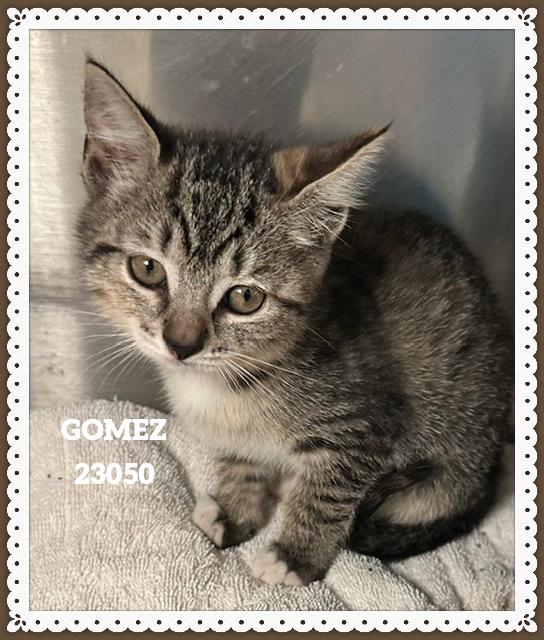 Enlarge GOMEZ, a Adopted mixed breed in Marietta, GA image 3/4