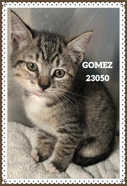 Enlarge GOMEZ, a Adopted mixed breed in Marietta, GA image 4/4