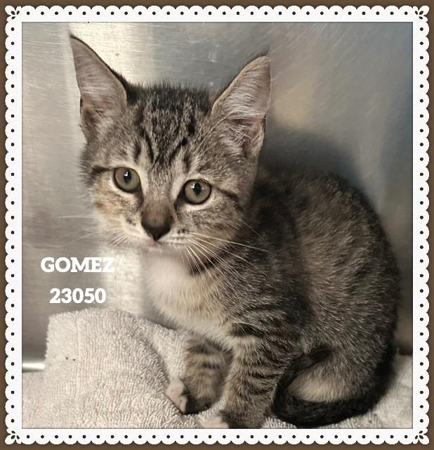 Enlarge GOMEZ, a Adopted mixed breed in Marietta, GA image 1/4