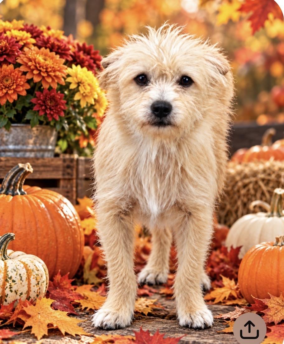 Snickers, Adoptable, Young Male Cairn Terrier.