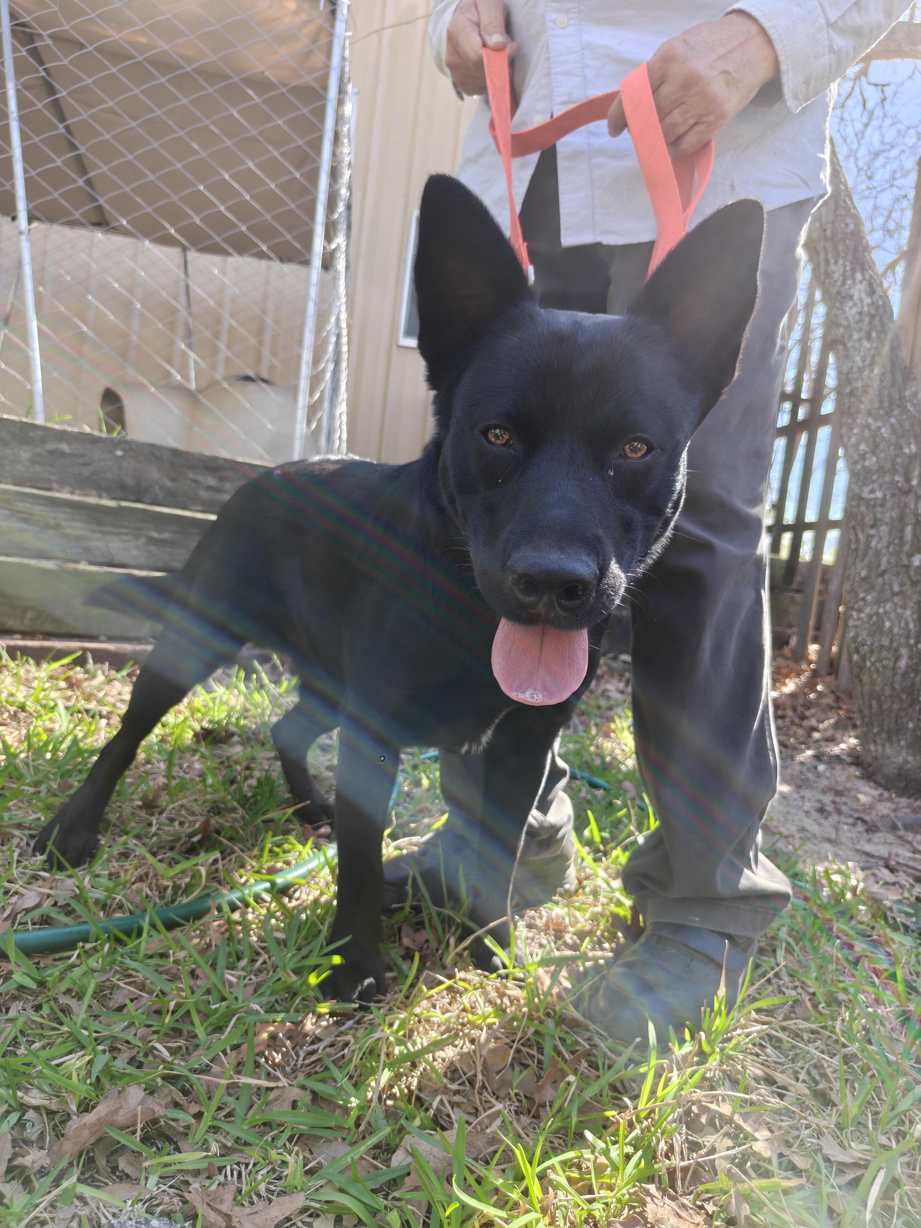 Buddy , a Adoptable mixed breed in Cleveland, TX image 6/6