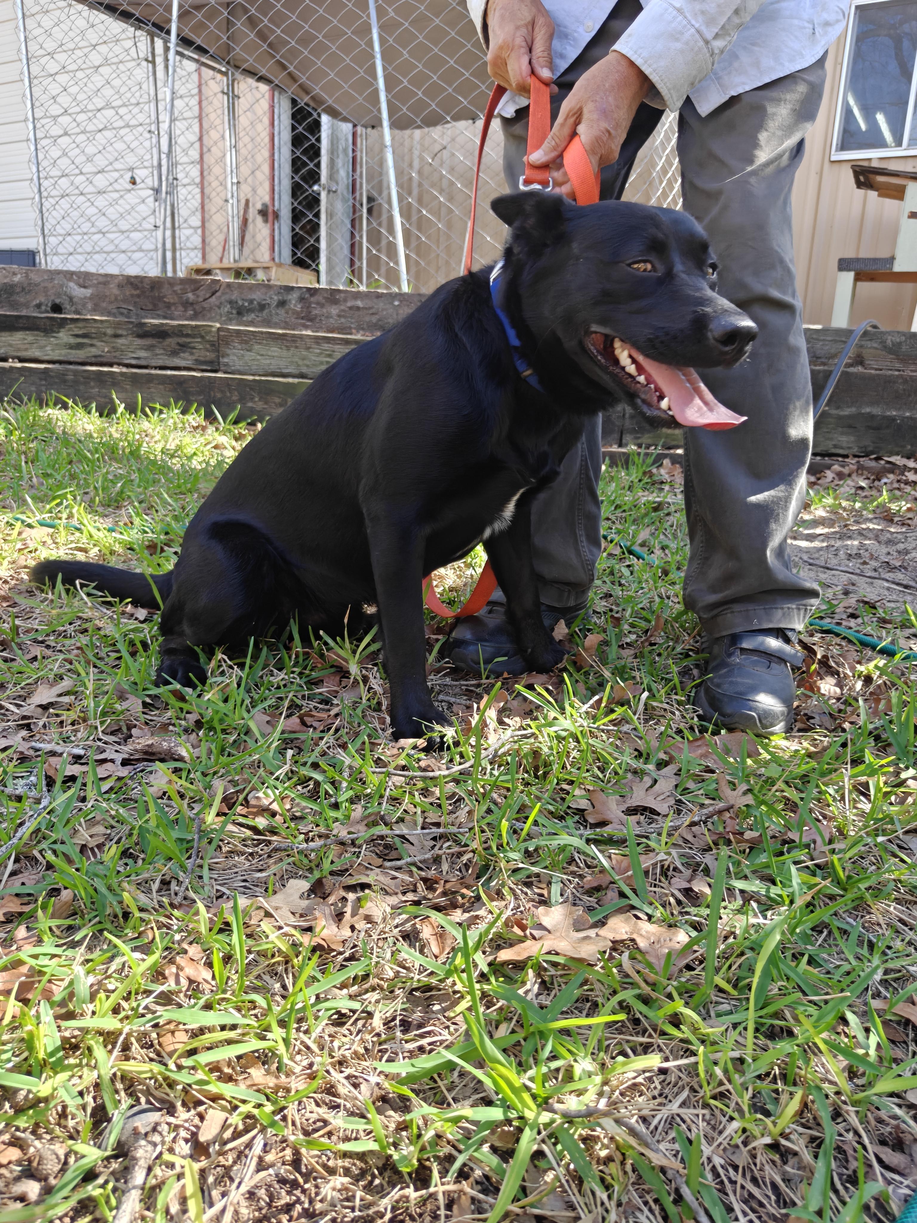 Buddy , a Adoptable mixed breed in Cleveland, TX image 5/6