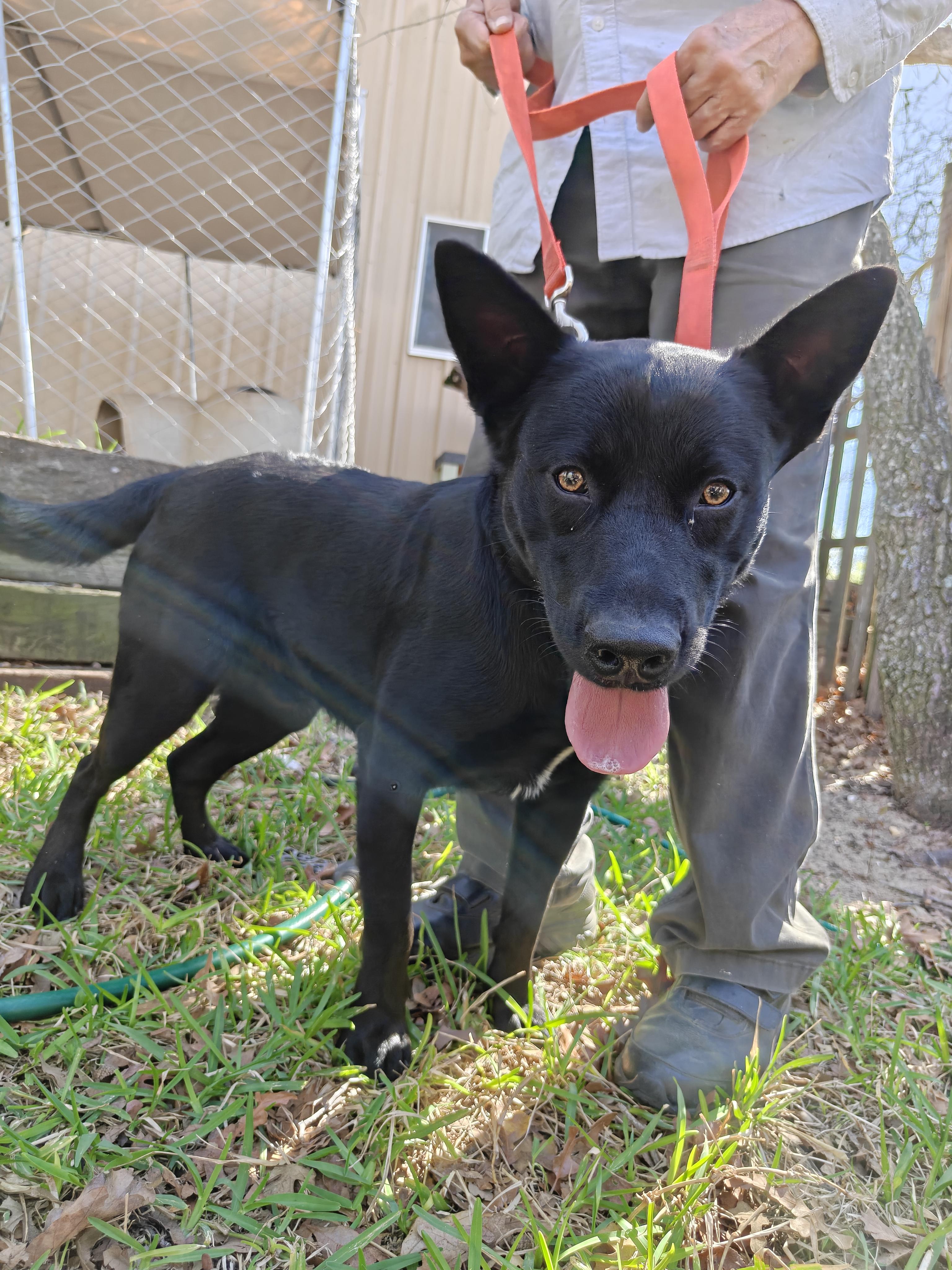 Buddy , a Adoptable mixed breed in Cleveland, TX image 4/6