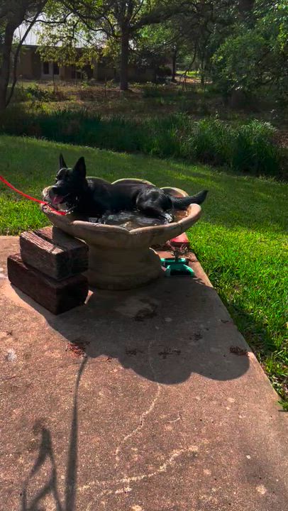 Enlarge Buddy , a Adoptable mixed breed in Cleveland, TX video 3/6