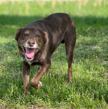 Charlie Brown, Adult Male Australian Kelpie