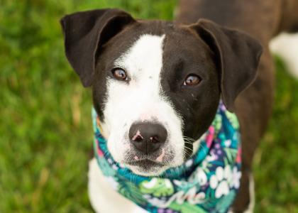 Puddin, ADOPTABLE, Young Female Mixed Breed.
