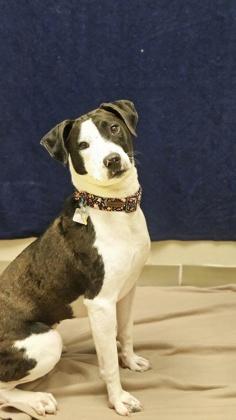 Puddin, a ADOPTABLE Mixed Breed in Hamilton, OH image 4/4