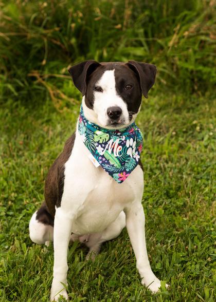 Puddin, a ADOPTABLE Mixed Breed in Hamilton, OH image 2/4