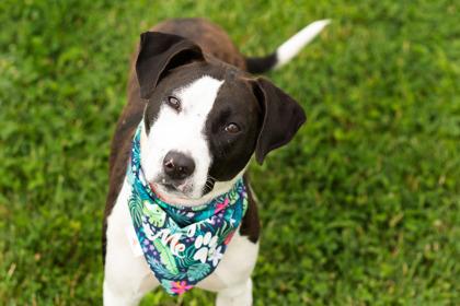Puddin, a ADOPTABLE Mixed Breed in Hamilton, OH image 3/4
