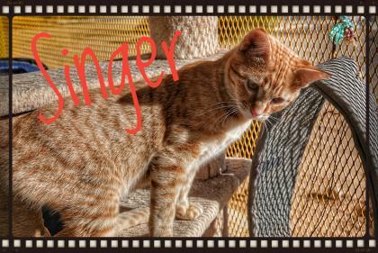 Enlarge Singer, a Adopted Domestic Short Hair in Deming, NM image 1/4