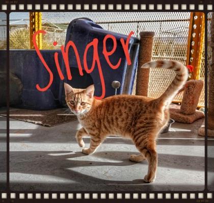 Enlarge Singer, a Adopted Domestic Short Hair in Deming, NM image 2/4