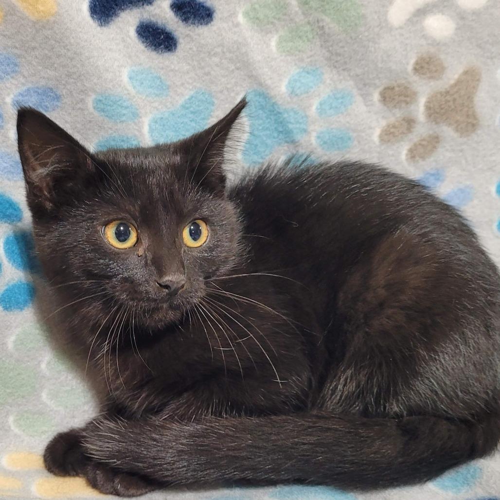 Mouse, Adoptable, Kitten Female Domestic Short Hair.