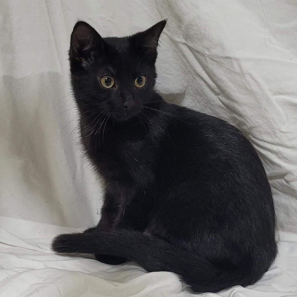 Enlarge Mouse, a Adoptable Domestic Short Hair in Traverse City, MI image 2/5