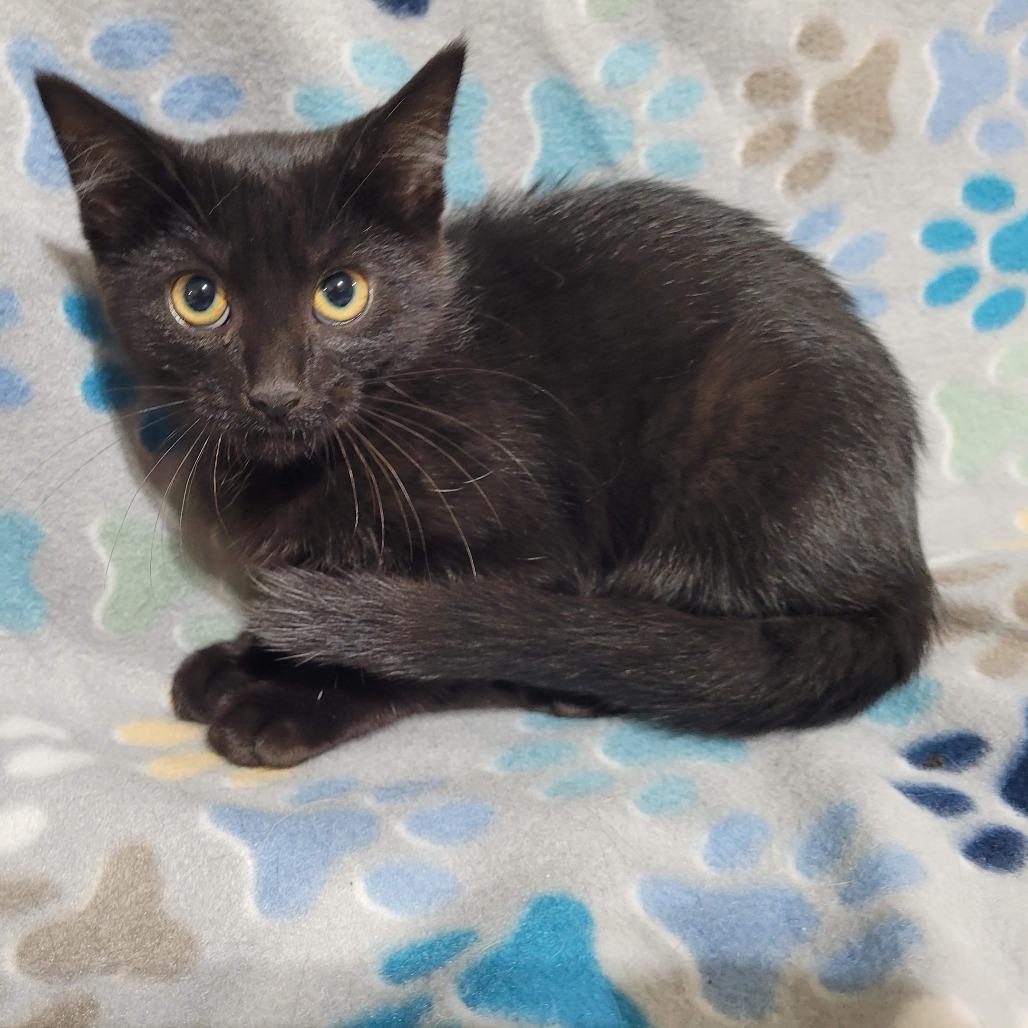Enlarge Mouse, a Adoptable Domestic Short Hair in Traverse City, MI image 3/5