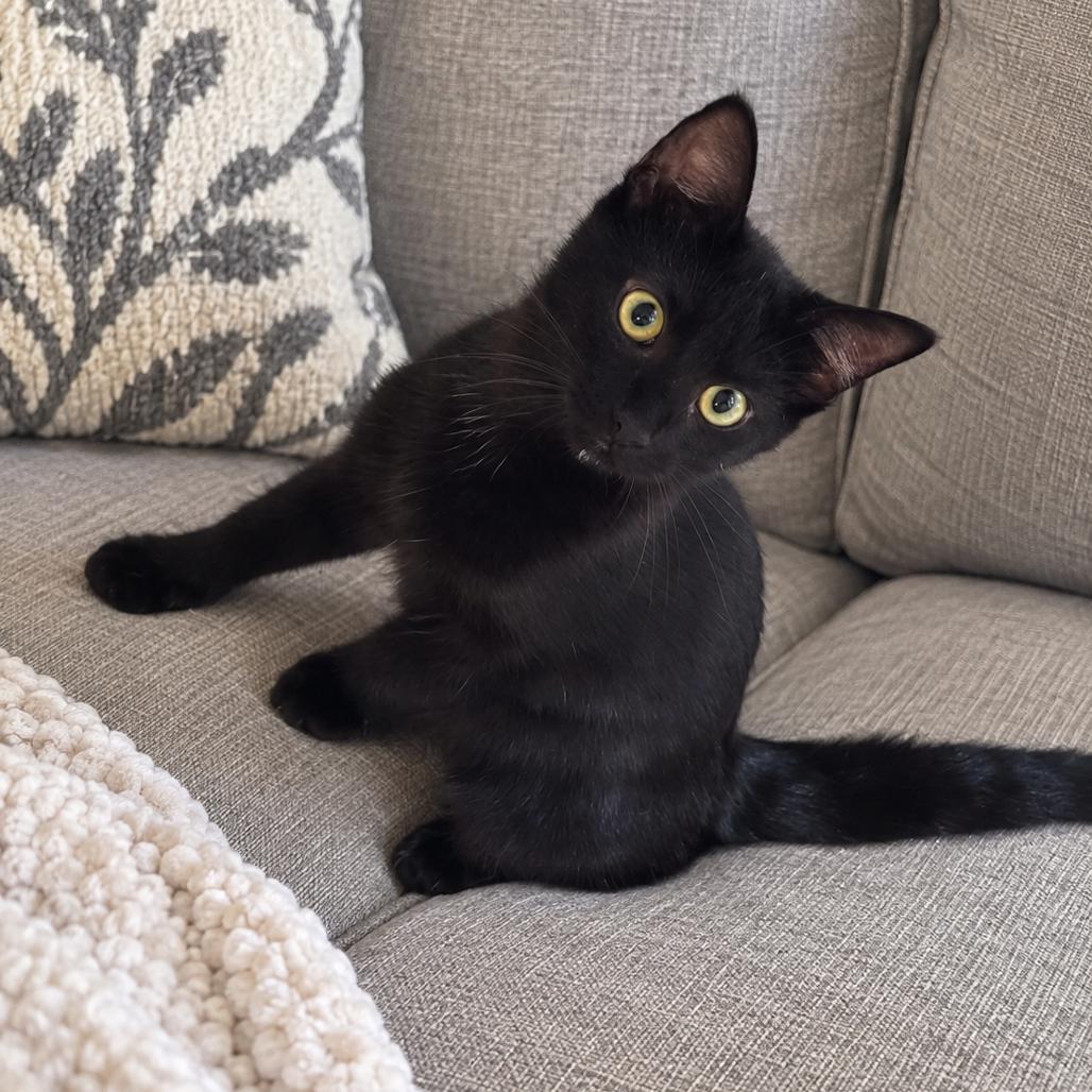 Enlarge Mouse, a Adoptable Domestic Short Hair in Traverse City, MI image 4/5