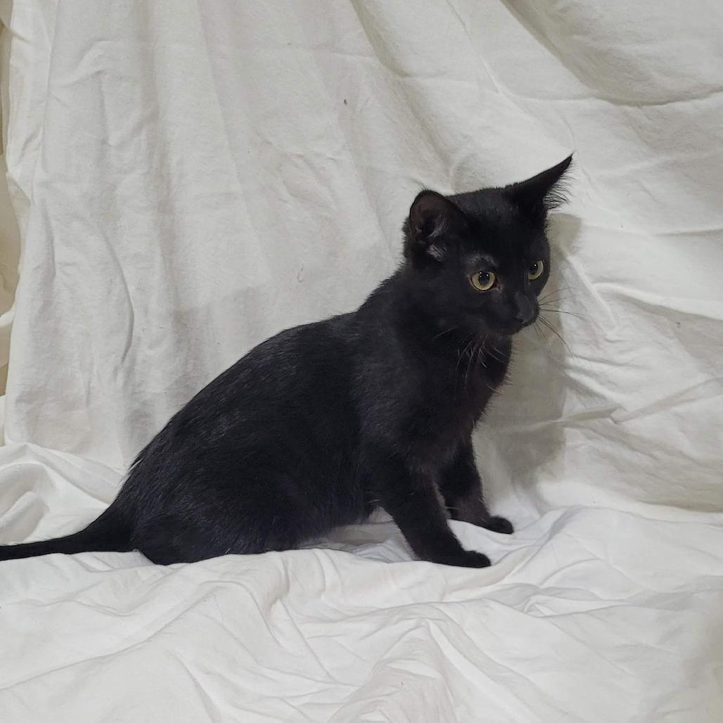 Enlarge Mouse, a Adoptable Domestic Short Hair in Traverse City, MI image 5/5