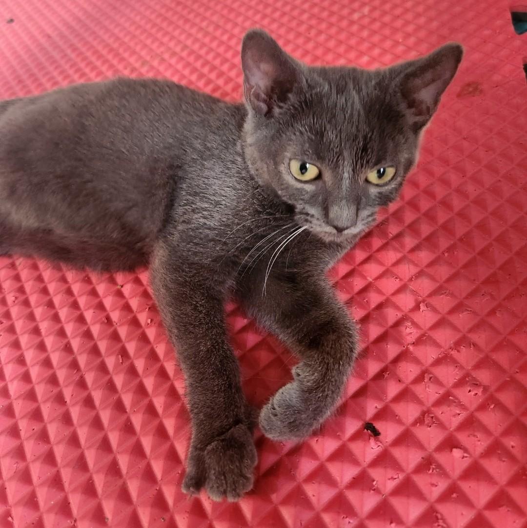 Phoenix - cuddly & playful 1