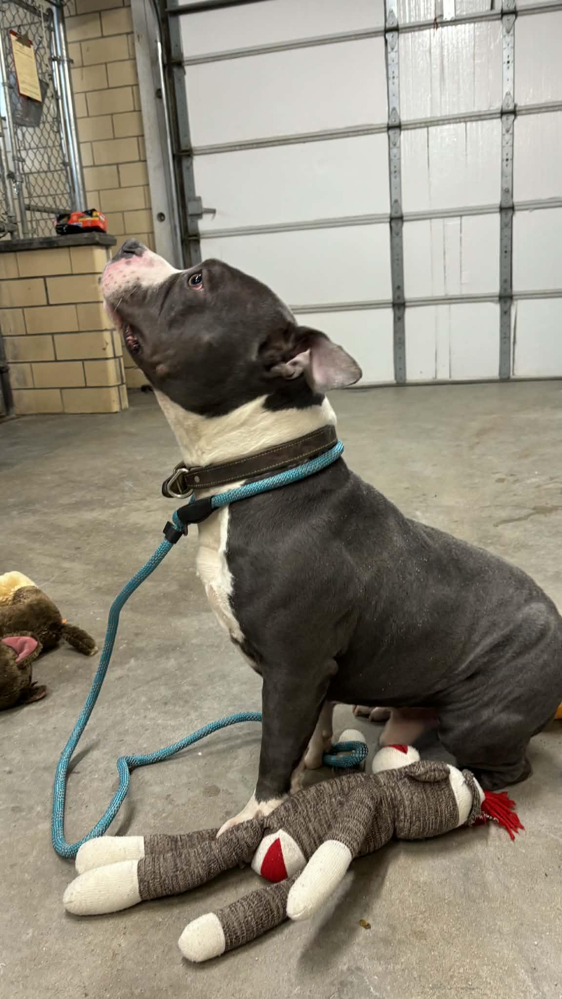 DAWG, an adopted mixed breed in Granite City, IL image 3/3