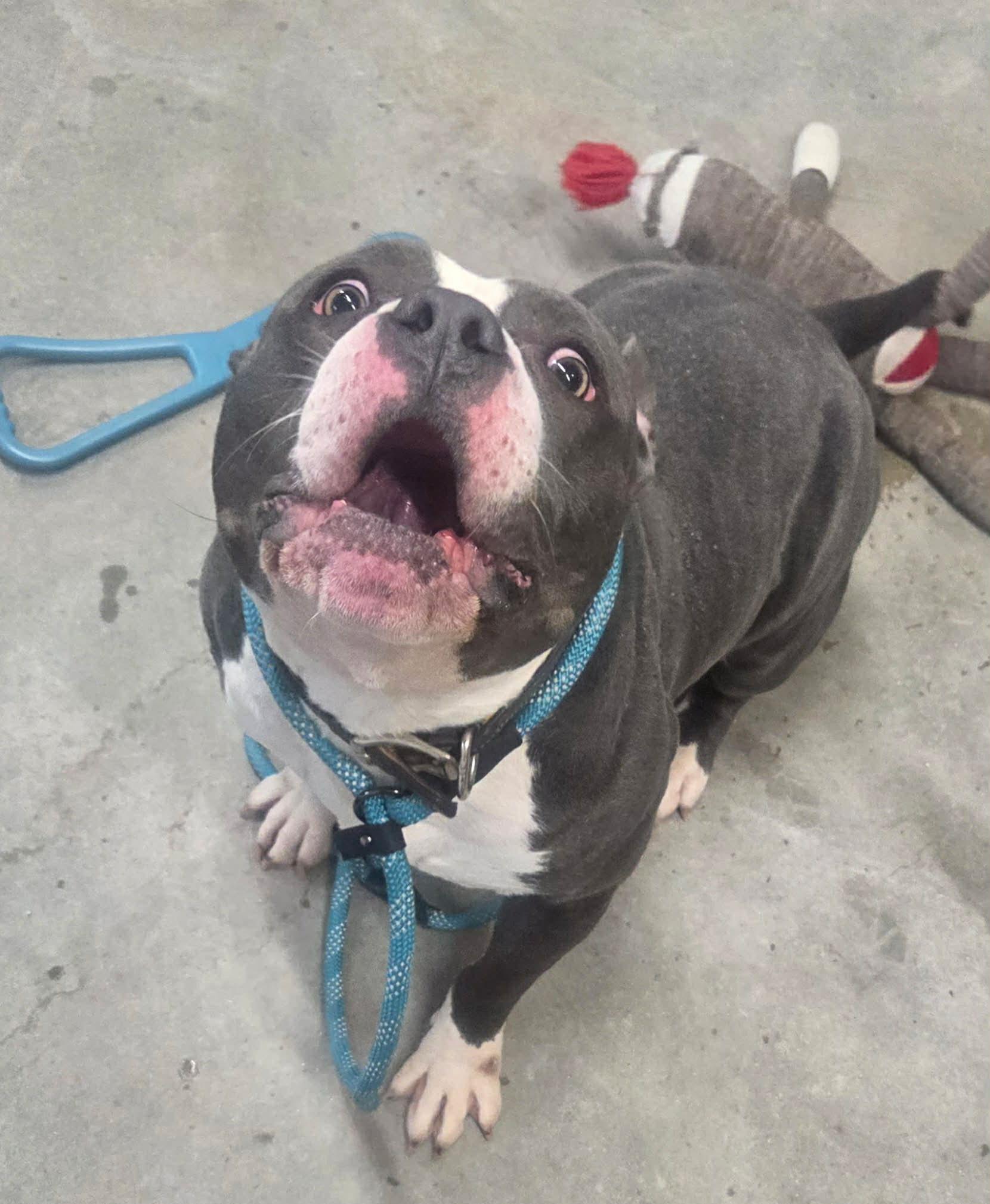 DAWG, an adopted mixed breed in Granite City, IL image 2/3