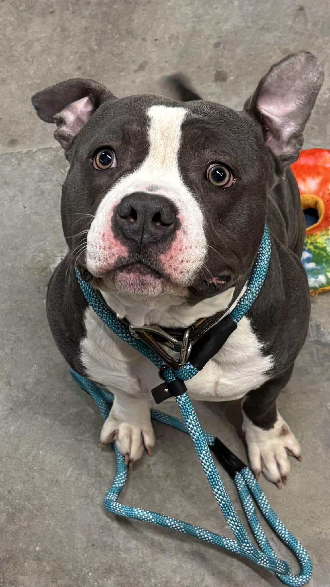 DAWG, adopted, Adult Male Mixed Breed & American Bully.