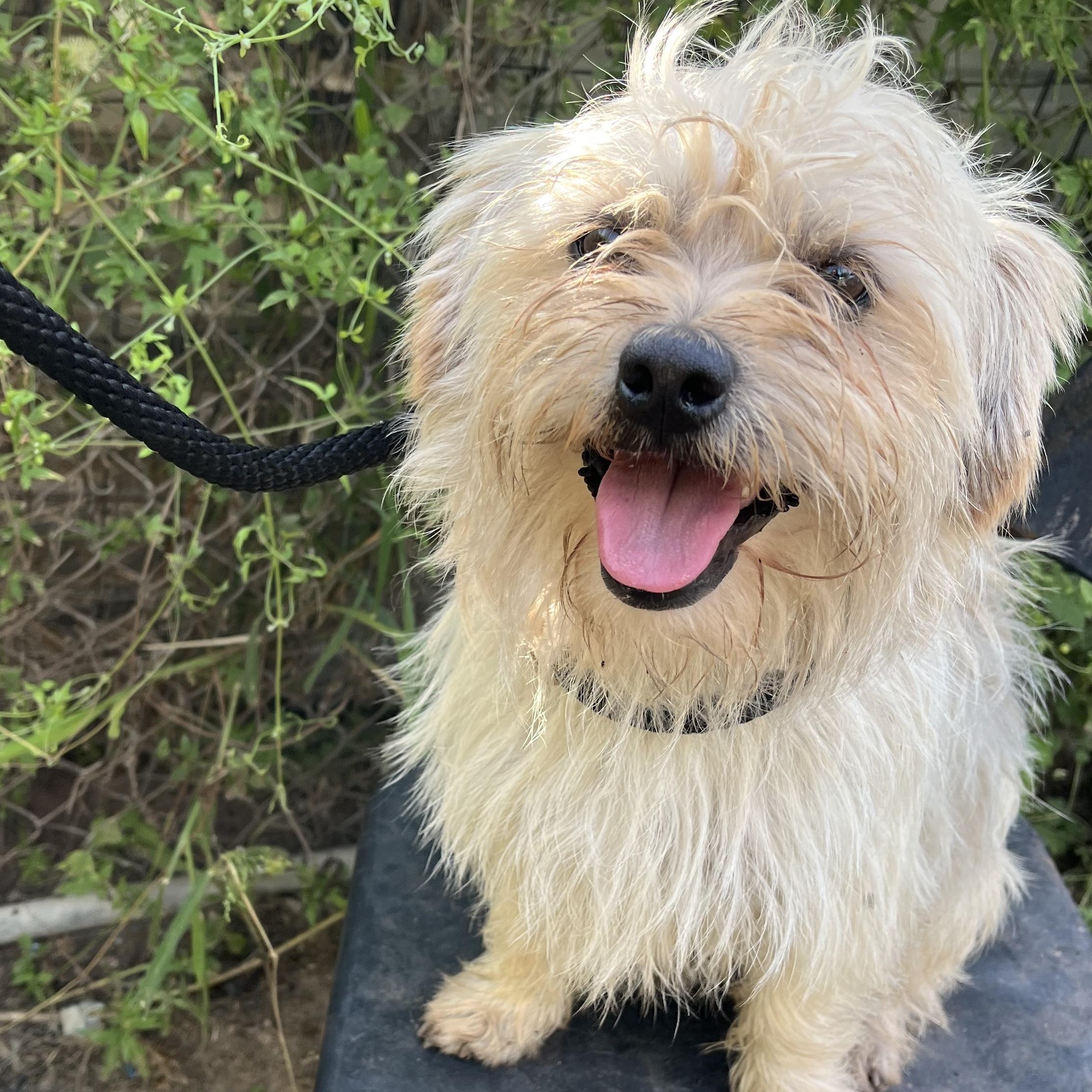 Fin, adopted, Young Male Norfolk Terrier & Cairn Terrier.