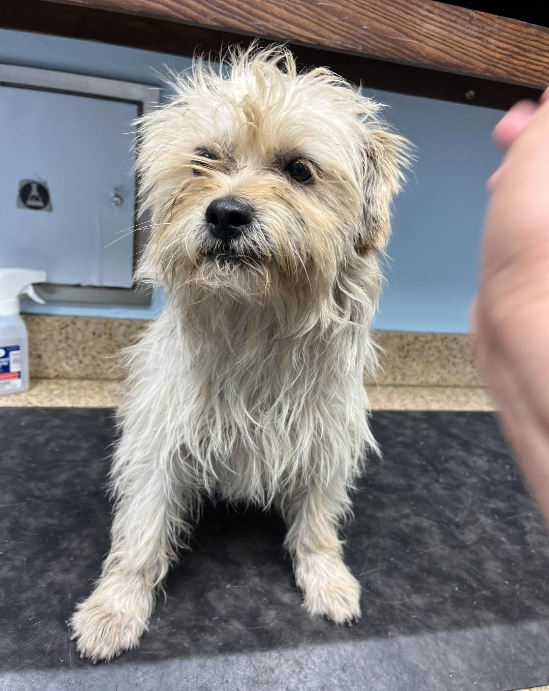 Fin, an adopted mixed breed in Sharon, CT image 3/3