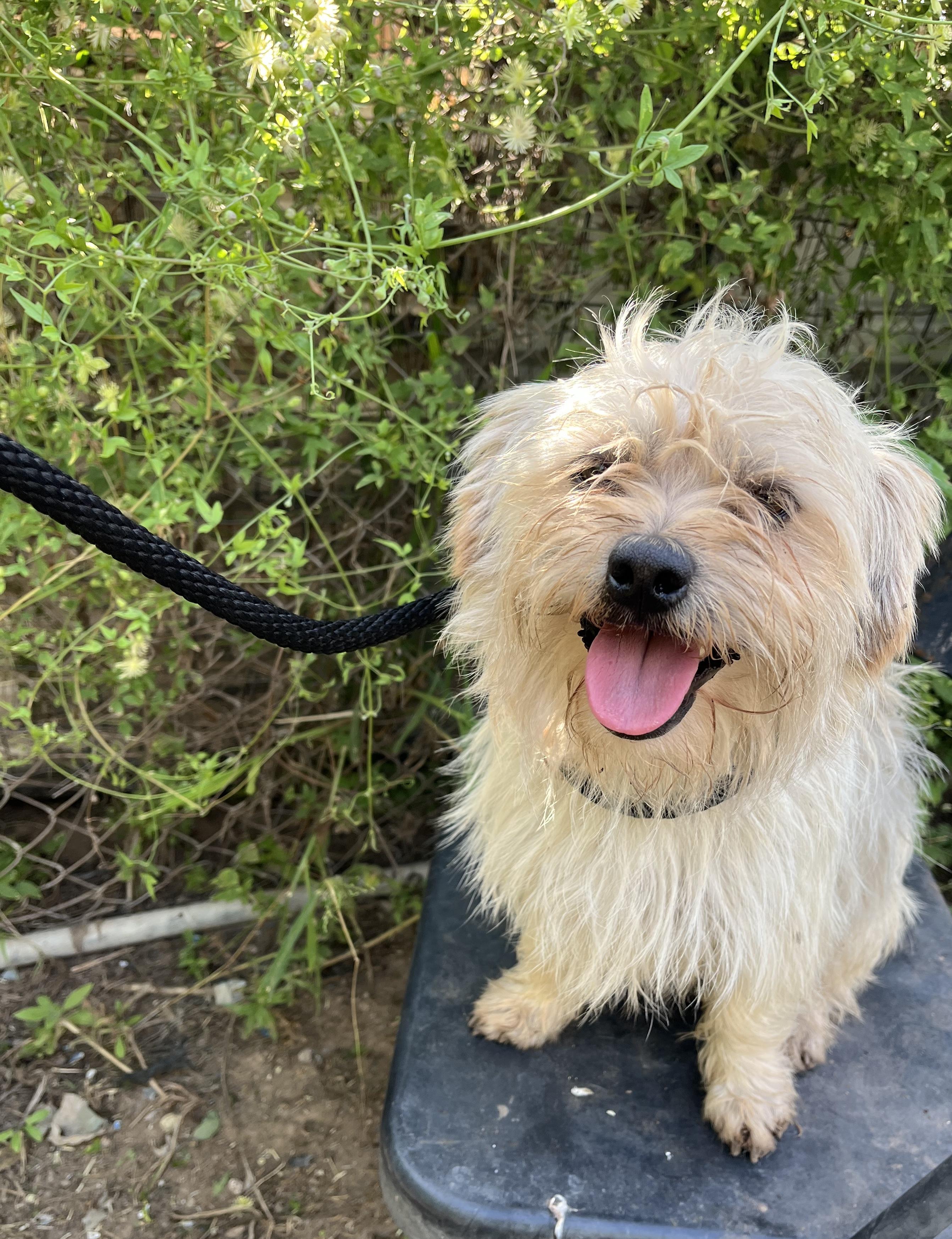 Fin, an adopted mixed breed in Sharon, CT image 2/3
