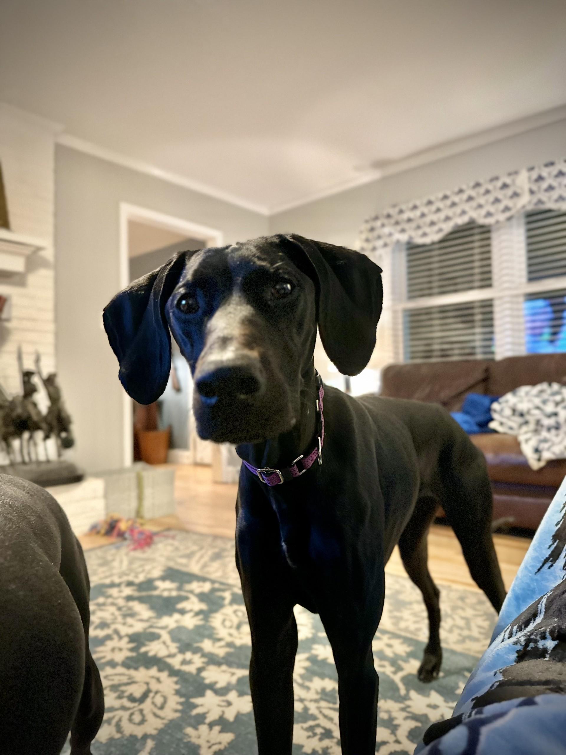 Wesley, ADOPTABLE, Young Male Great Dane.