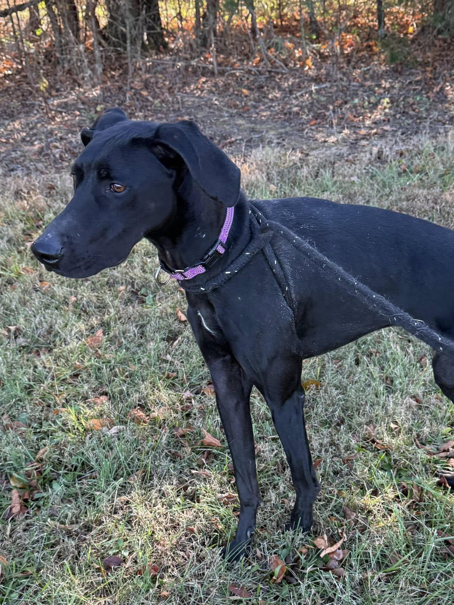 Enlarge Wesley, a ADOPTABLE mixed breed in Salisbury, NC image 6/6